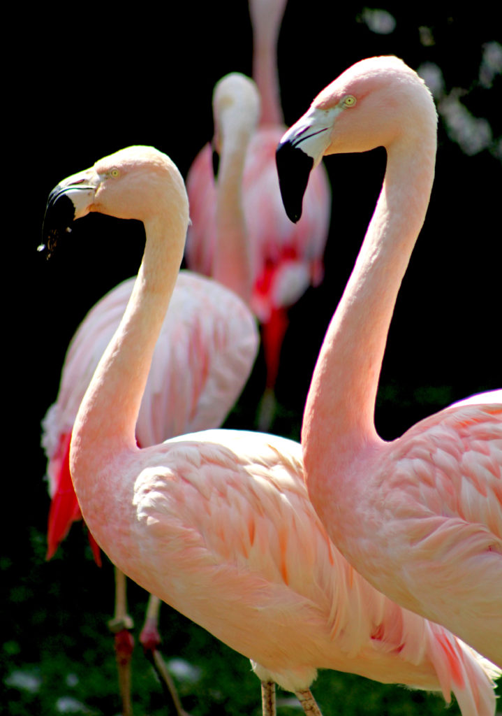 chilean flamingo images
