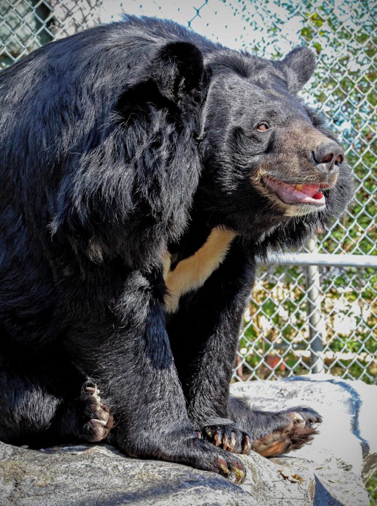 Asian black bear - Wikipedia